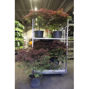 arr8 Acer Pa Garnet