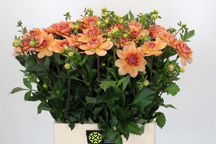 <h4>Dahlia DE 'Yvonne Geerling'</h4>