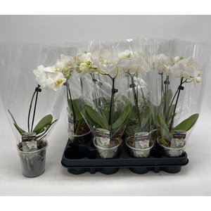 PHAL GEM
