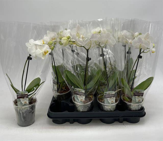 <h4>PHAL GEM</h4>