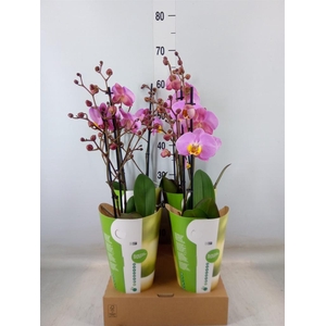 Phalaenopsis   ...rose