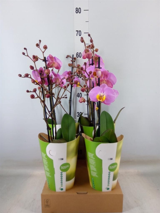 <h4>Phalaenopsis ...rose</h4>