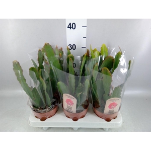 Epiphyllum   ...