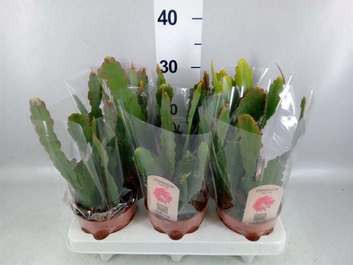 <h4>Epiphyllum   ...</h4>