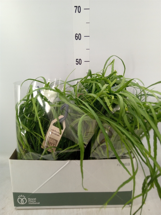 <h4>Rhipsalis   ...</h4>