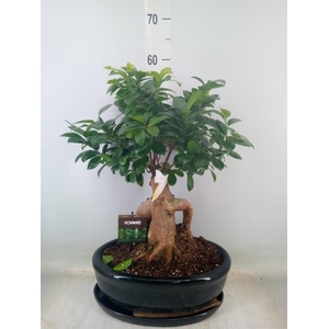 Ficus microcarpa 'Ginseng'