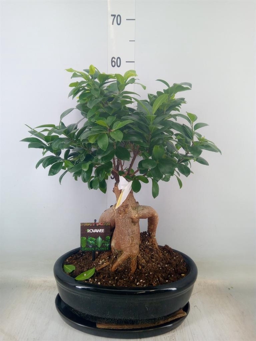 <h4>Ficus microcarpa 'Ginseng'</h4>