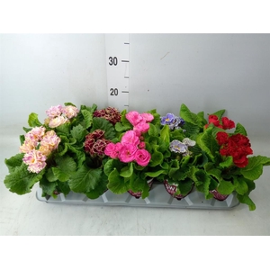 Primula ac. 'Sirococco'   ...mix