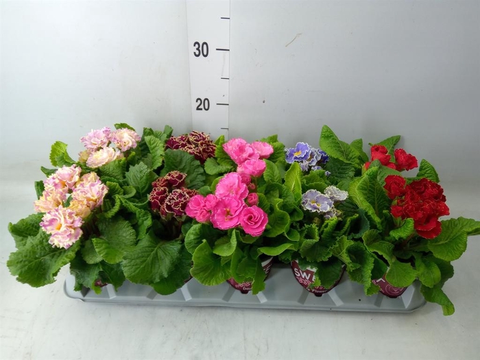 <h4>Primula ac. 'Sirococco'   ...mix</h4>