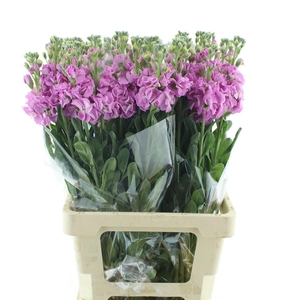 Matth Incana Iron Pink