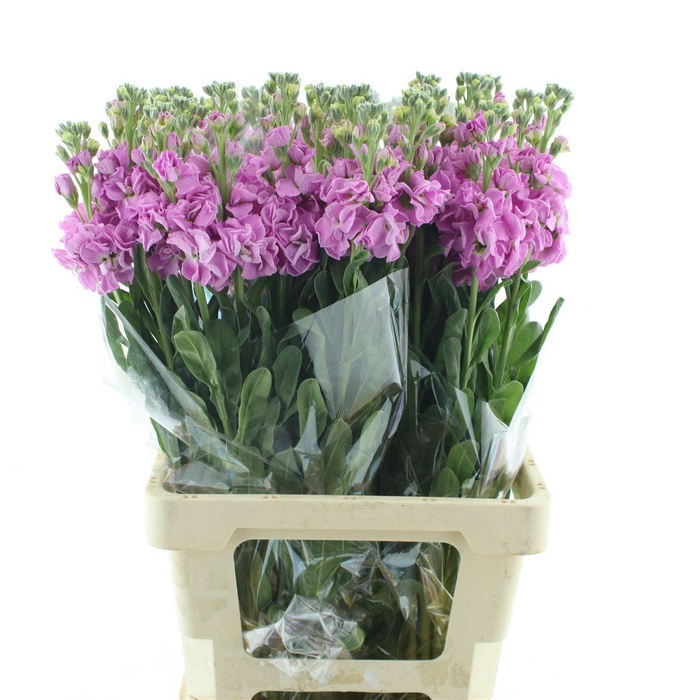 <h4>Matth Incana Iron Pink</h4>