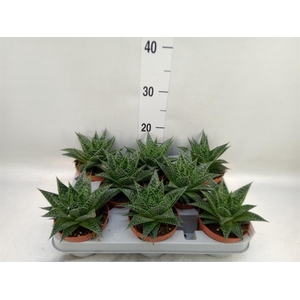 Gasteria