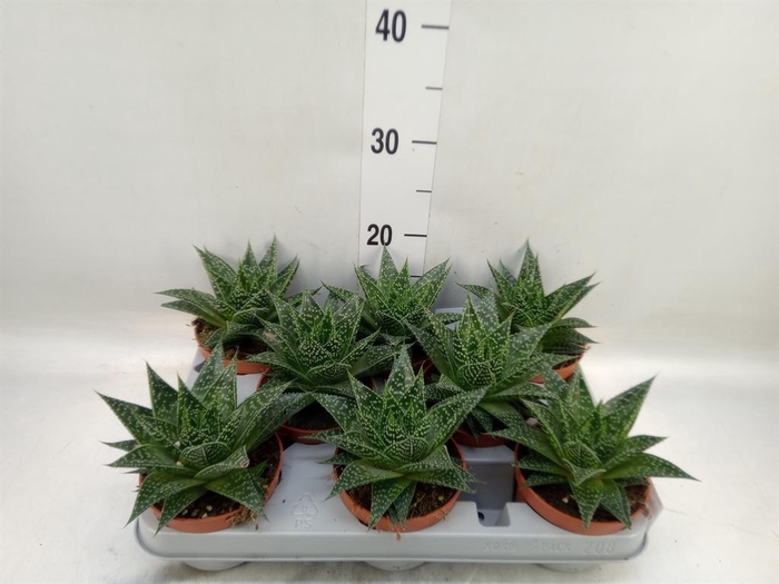 <h4>Gasteria</h4>