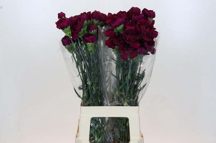 <h4>Dianthus St Purple Damascus</h4>