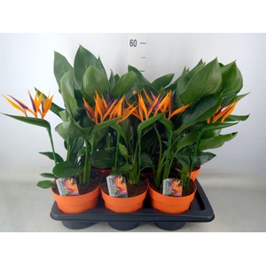 Arr.  Strelitzia L%