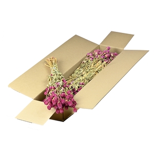 Gomphrena Sb Natural Fuchsia
