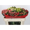 Hypericum Rainbow Romance Spray