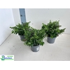 CUPH HYSS GEM IN POT