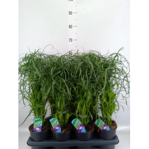 Cyperus alternifolius