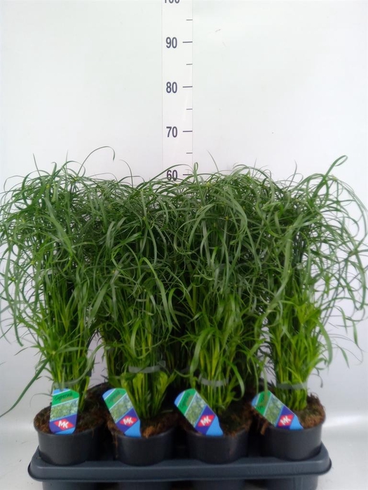 <h4>Cyperus alternifolius</h4>