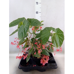 Begonia BD   ...