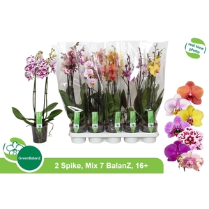 PHAL GEM 7 KL