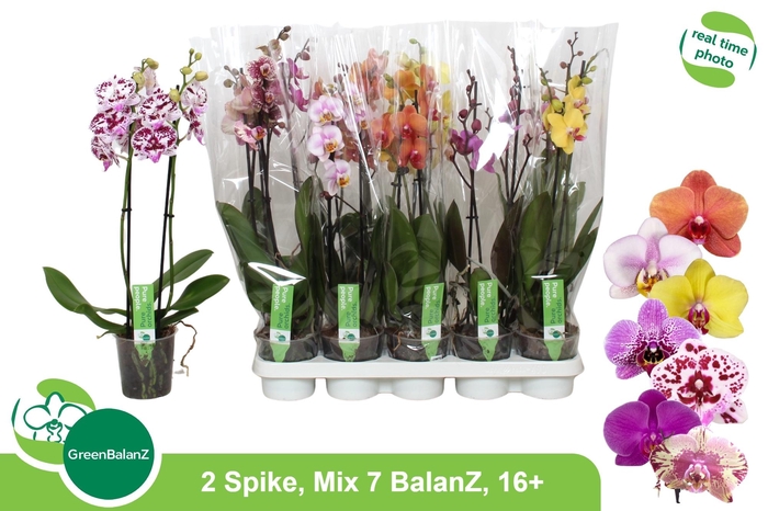 <h4>PHAL GEM 7 KL</h4>