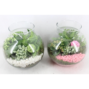 arr2 PL - Bolglas nek XL - roze/wit