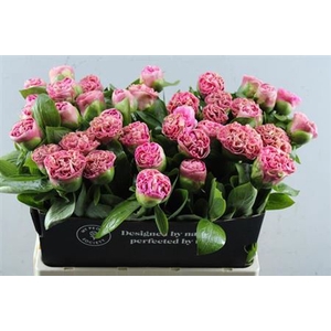 Paeo Carnat Bouquet