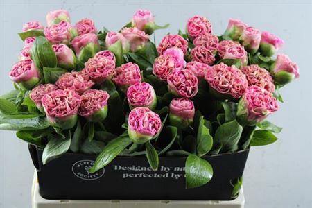<h4>Paeo Carnat Bouquet</h4>