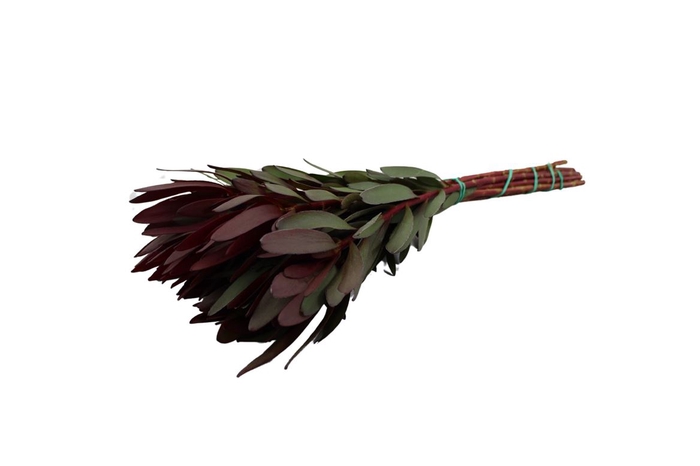 <h4>Leucadendron Safari Sunset 40</h4>