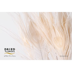 Dried bleached peacock feathers