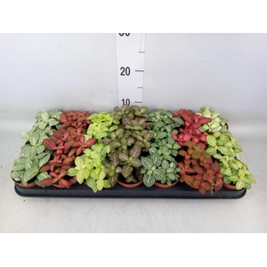 Fittonia   ...mix 7