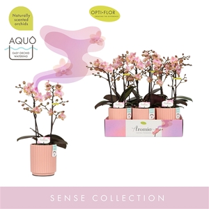 Aromio Oriental 2 spike in Molise Salmon Aquo
