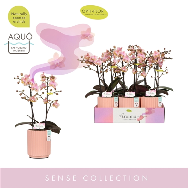 <h4>Aromio Oriental 2 spike in Molise Salmon Aquo</h4>