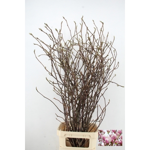 MAGNOLIA GRANDIFLORA X9