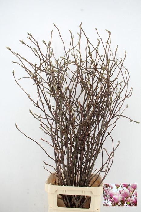 <h4>MAGNOLIA GRANDIFLORA X9</h4>