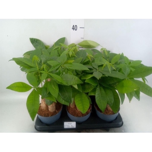 Pachira aquatica