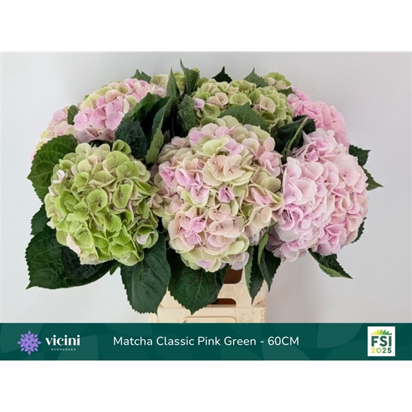 <h4>Hydr Matcha Classic 60 cm Vicini</h4>