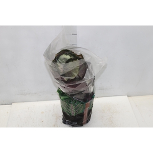 CALATHEA ROSEA PICTA ROSY P17