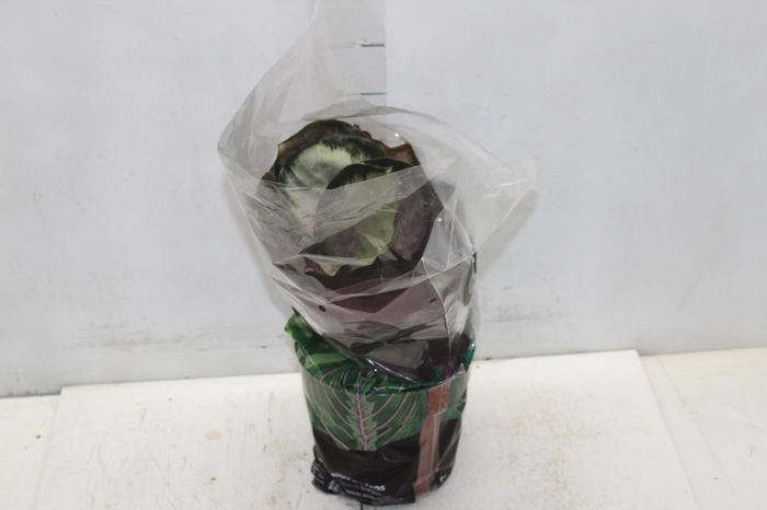 <h4>CALATHEA ROSEA PICTA ROSY P17</h4>