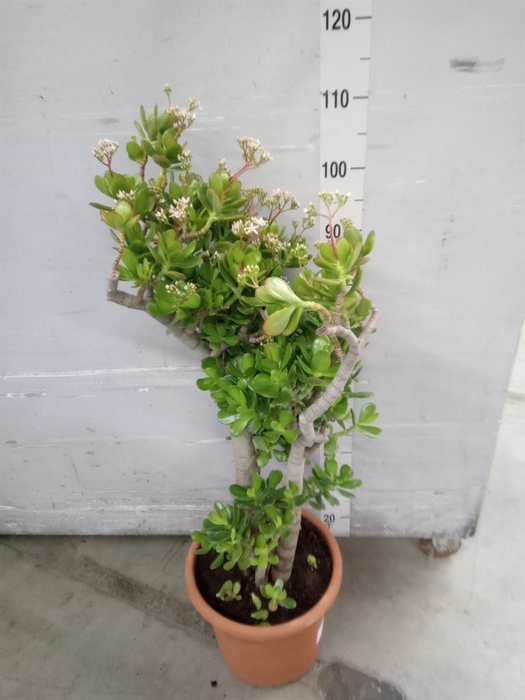 <h4>Crassula ovata</h4>