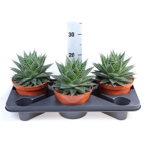 Aloe   ...