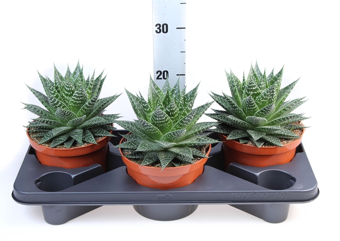 <h4>Aloe   ...</h4>