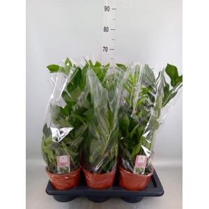 Zamioculcas zamiifolia 'Pixie'