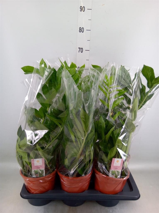 <h4>Zamioculcas zamiifolia 'Pixie'</h4>