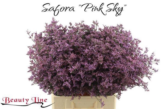 <h4>LIM PIUMA SKY</h4>