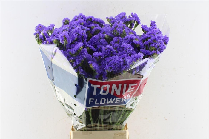 <h4>Lim S Crystal Dark Blue</h4>