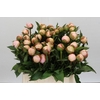 Paeonia Alertie