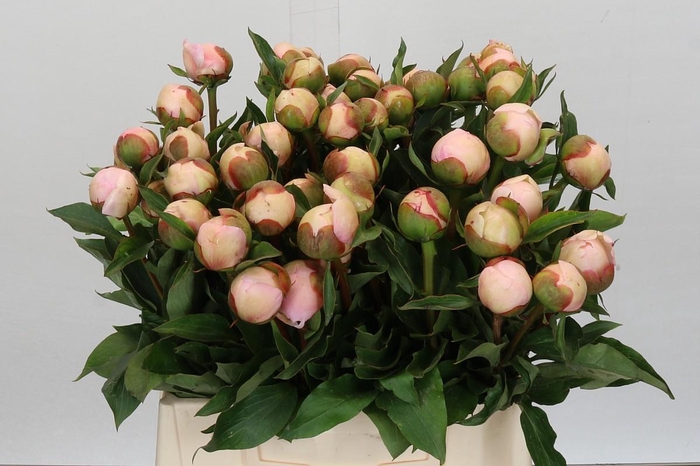 <h4>Paeonia Alertie</h4>